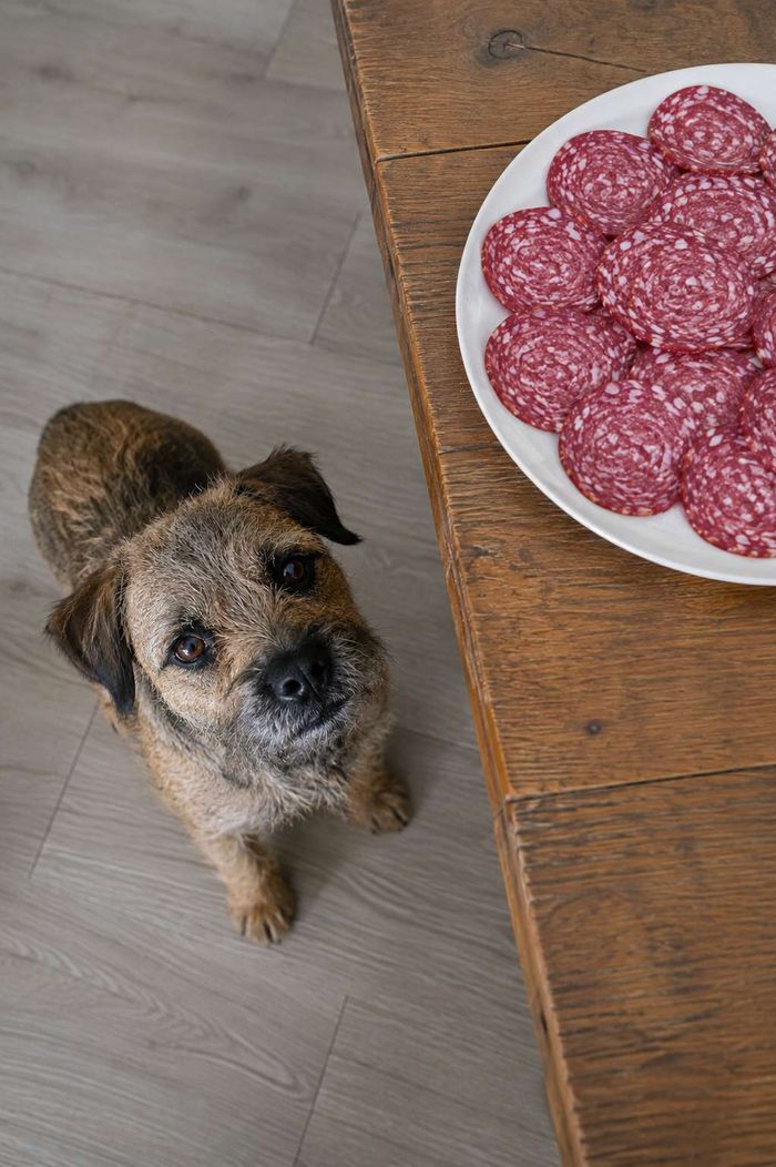 A small scruffy terrier looks up at a plate of sliced salami on a wooden table.