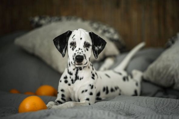 A Dalmatian puppy lying on a grey bed beside whole oranges.