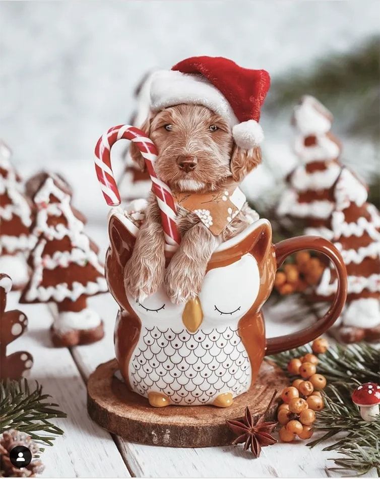 Spotted: 20 Ridiculously Cute Christmas Dogs on Instagram2