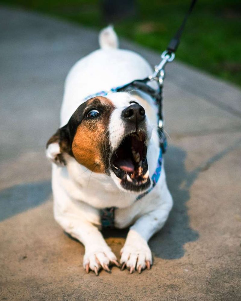 A small brown and white dog on a leash barks with its mouth wide open on a concrete path.