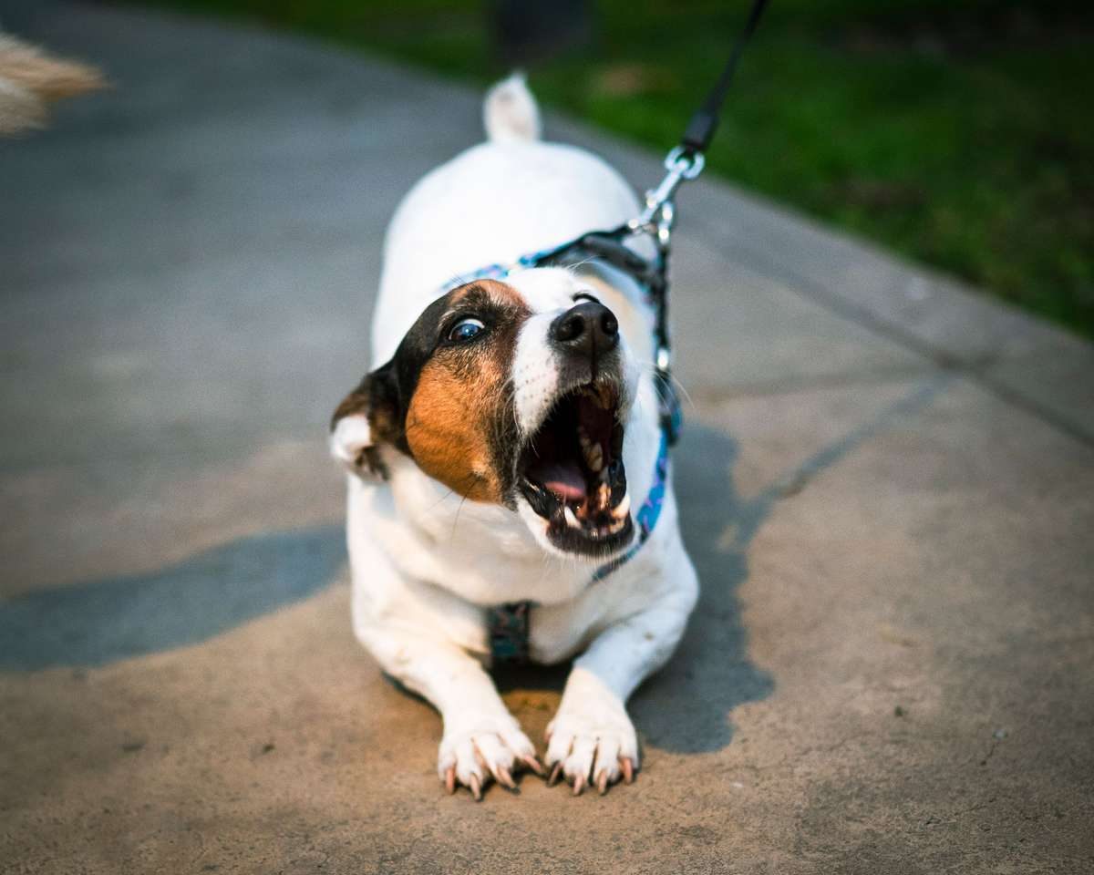 A small brown and white dog on a leash barks with its mouth wide open on a concrete path.