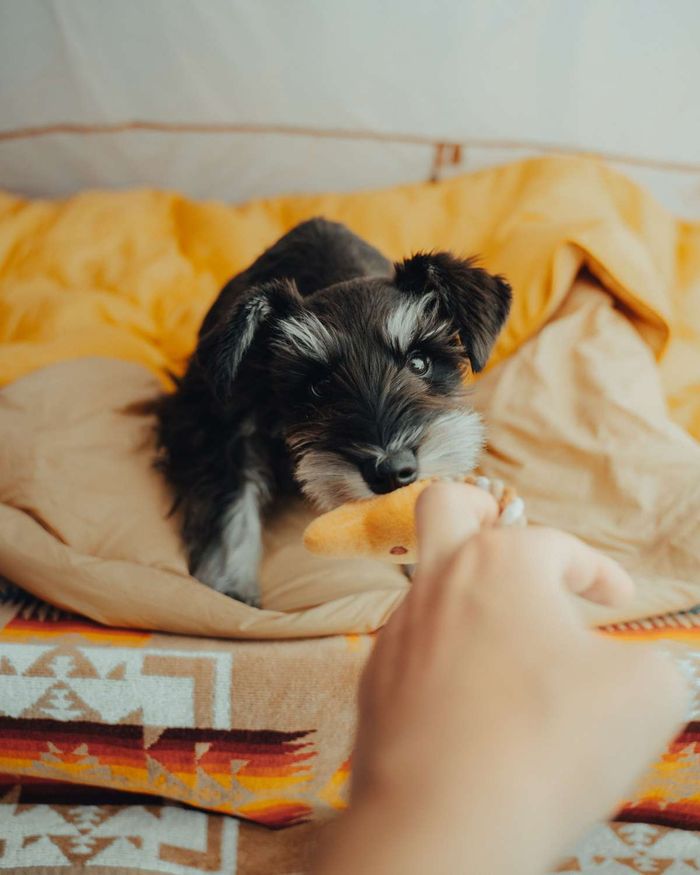 A black and silver Schnauzer puppy bites a plush toy held by a person's hand on a bed.