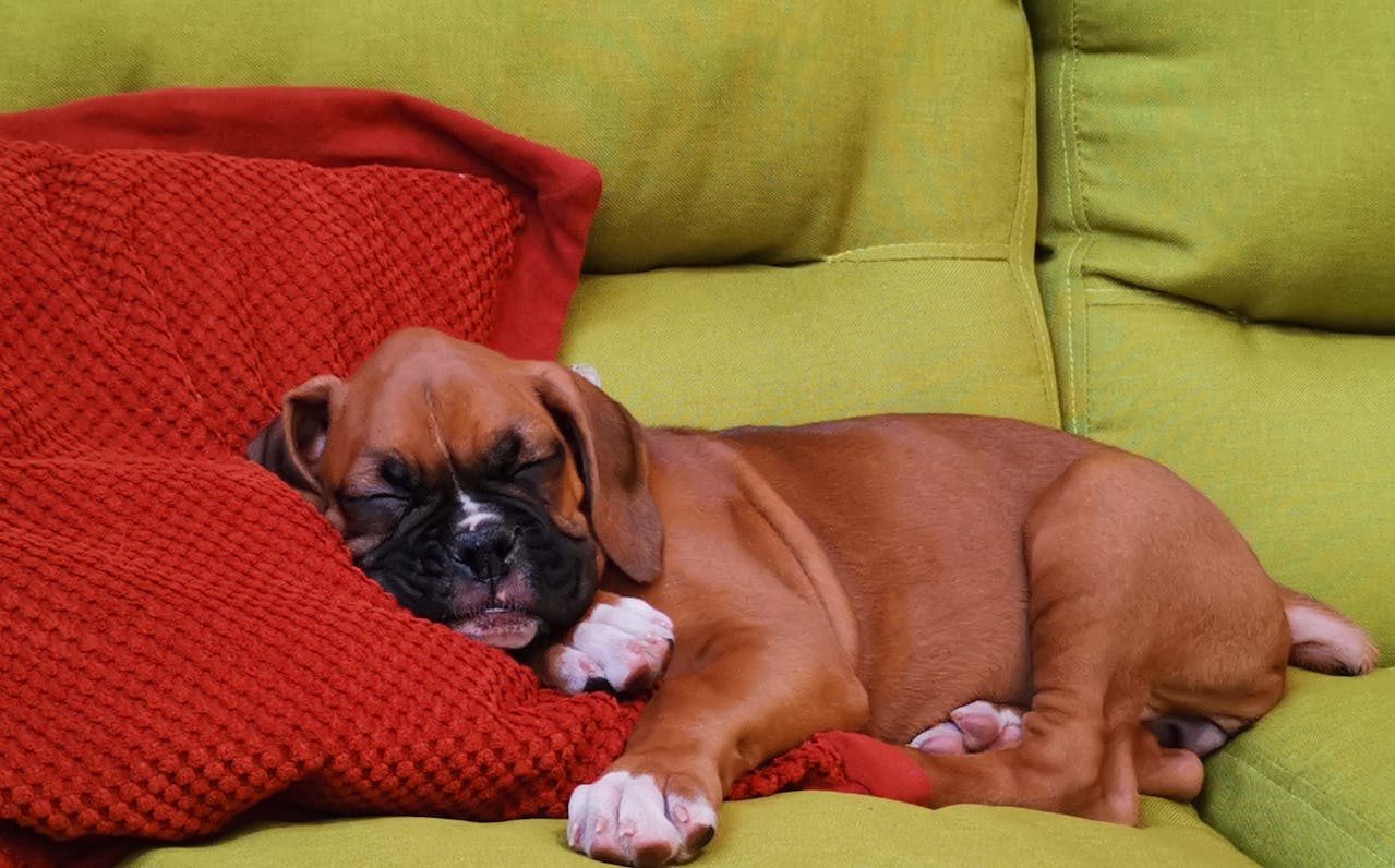 Boxer puppy asleep on a sofa