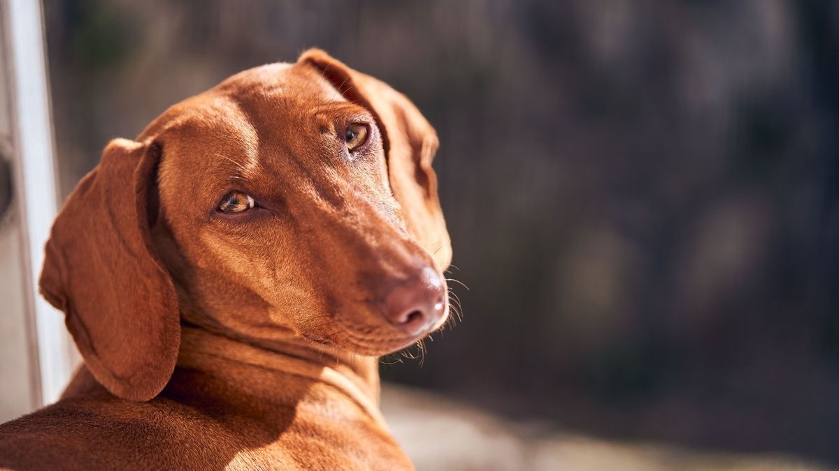 A reddish-brown dog with floppy ears looks back over its shoulder in warm sunlight.