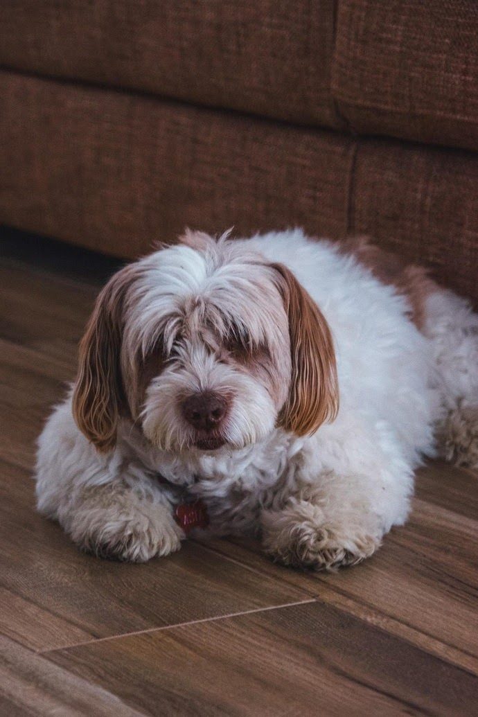 Havanese dog with a long coat, a social small breed that bonds closely with family