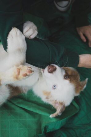 Cobbing in Dogs: Why Dogs Nibble With Their Front Teeth
