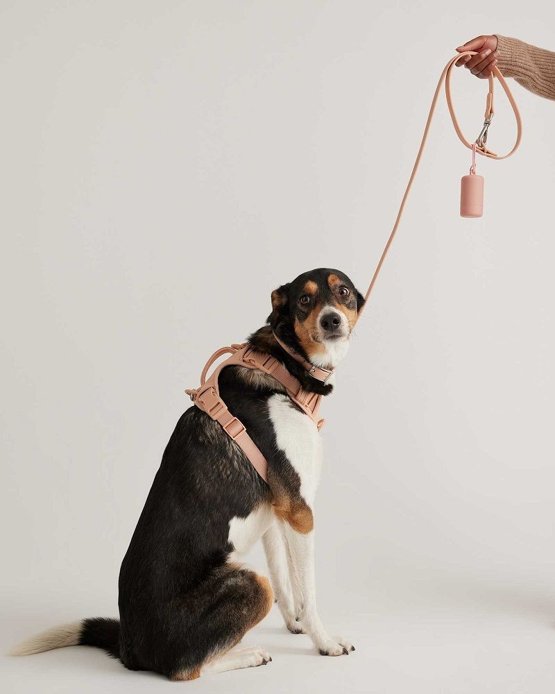 Dog harness shopping guide