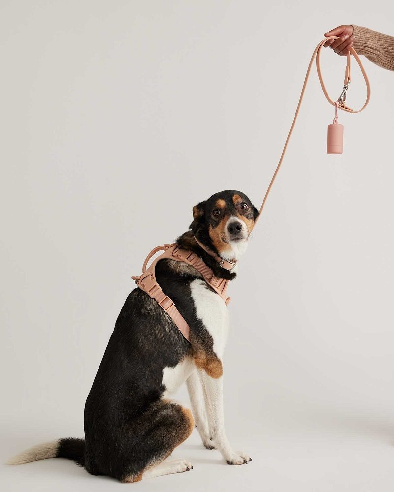 how to choose the right dog harness