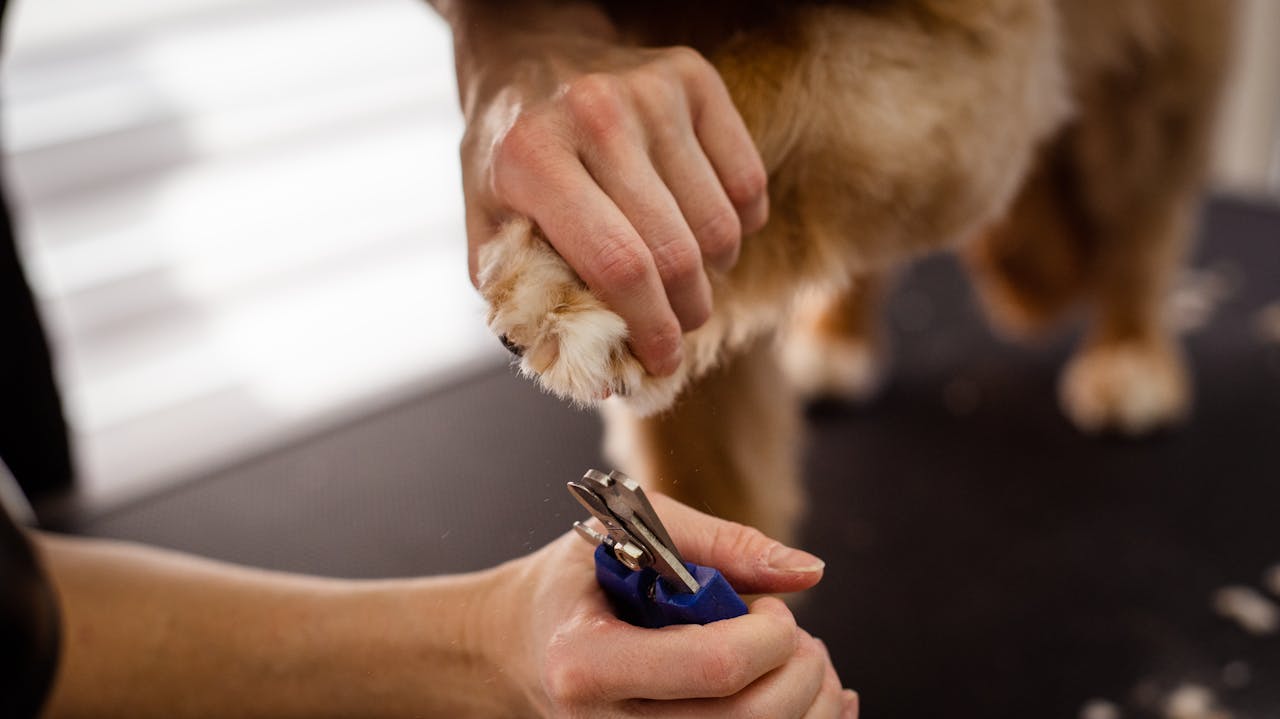 best dog nail clippers