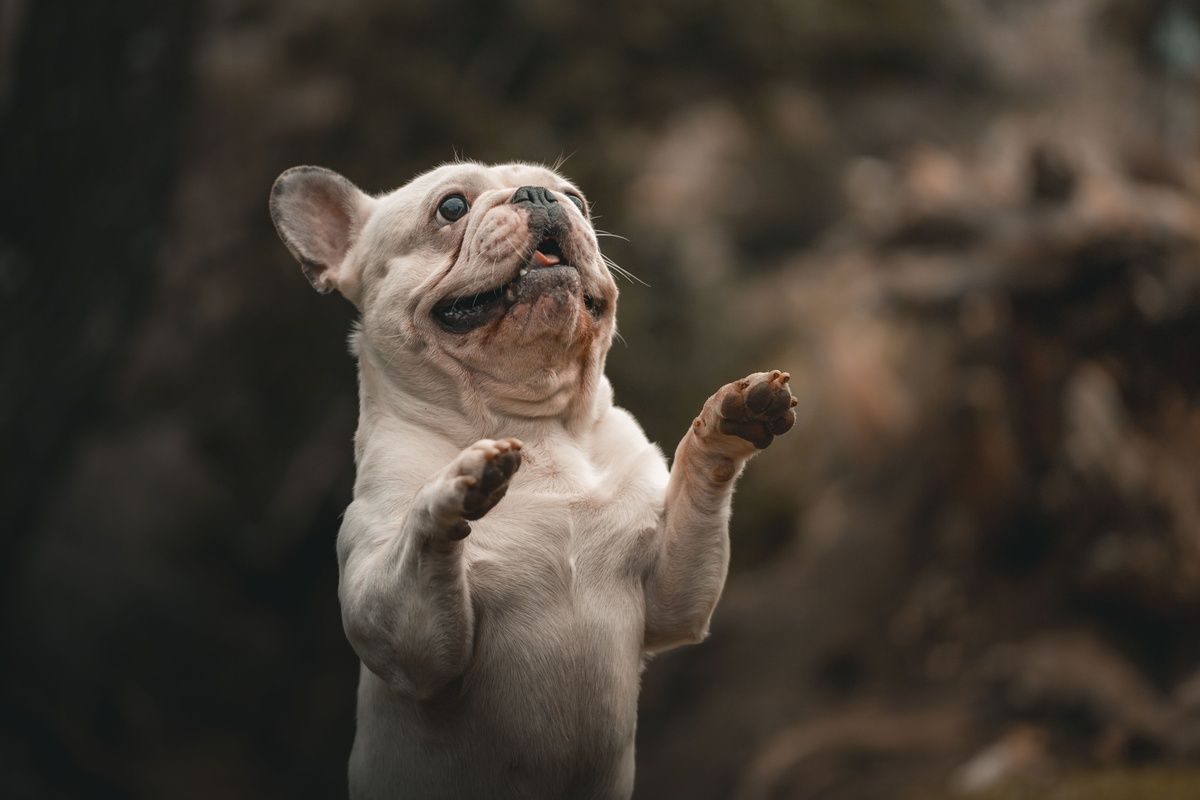 A cream French Bulldog standing on its hind legs with front paws raised, looking upward.
