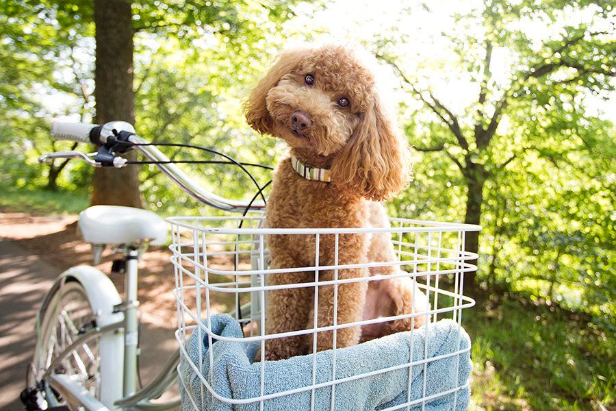 Brown toy poodle sitting in a white wire bicycle basket, showcasing modern pet-friendly bicycle basket trends.