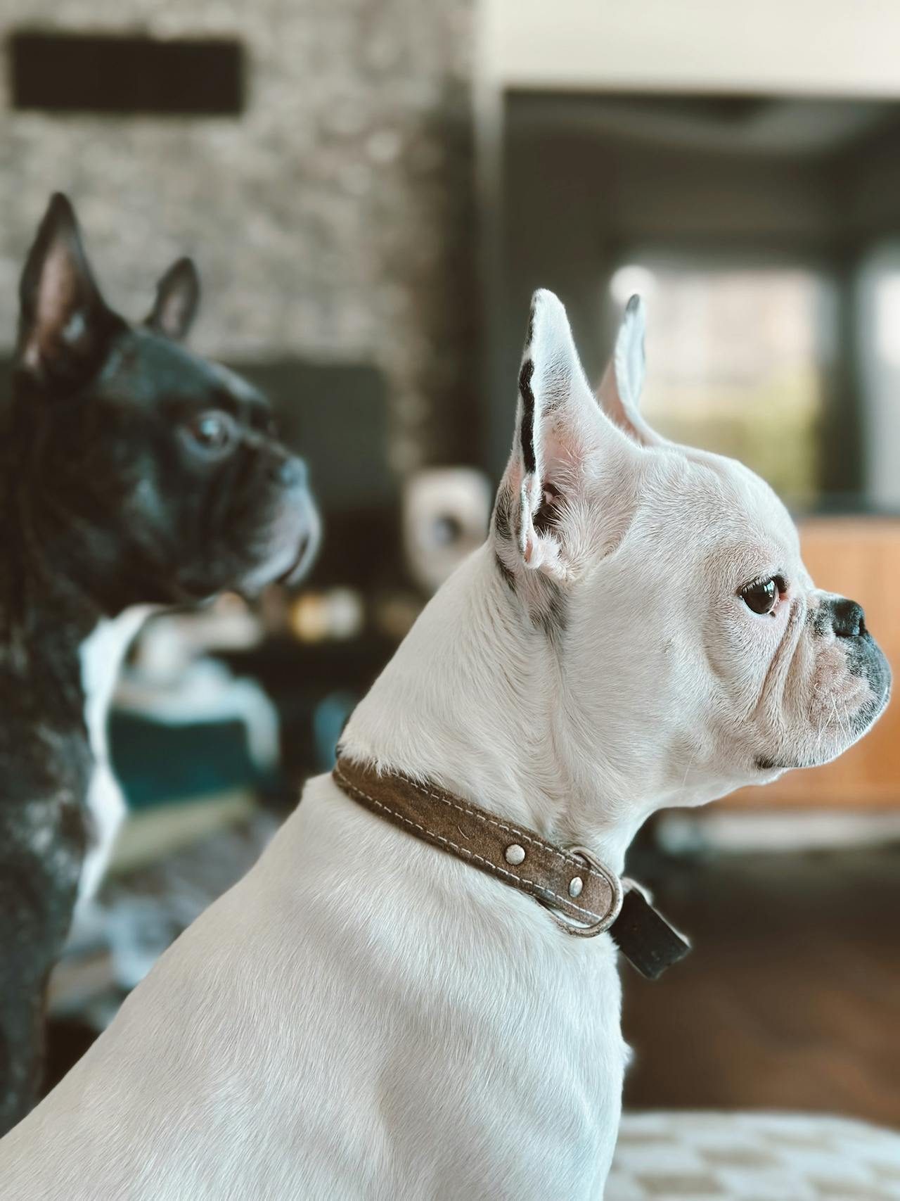 Two Bulldogs sitting indoors