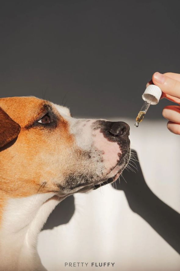 CBD Oil for Dogs Australia: Your FAQ’s Answered2