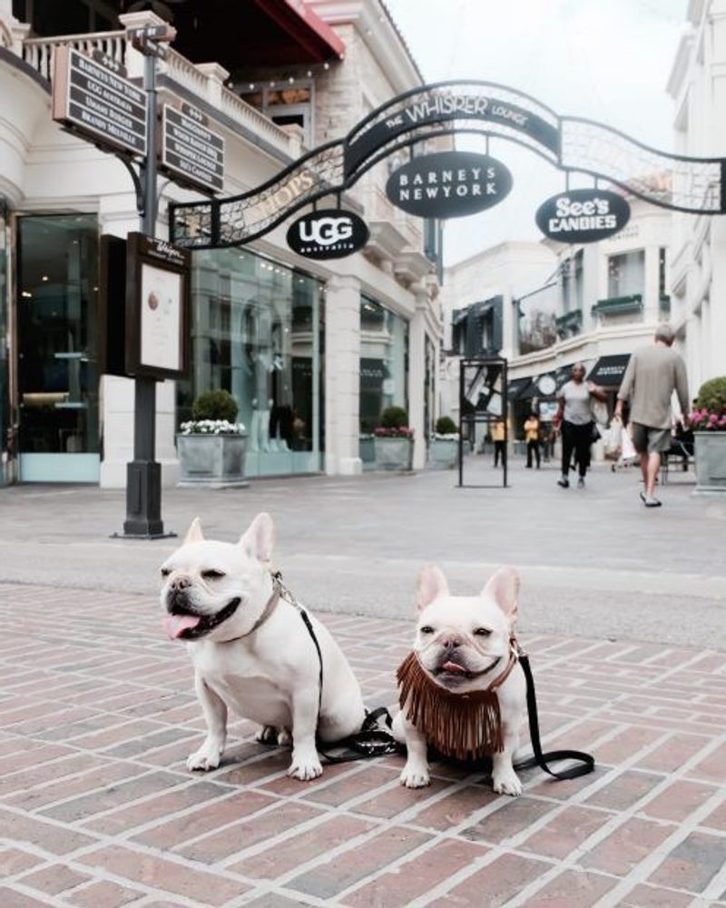 Dog Friendly Los Angeles City Guide: Where to stay, play, and dine when you're visiting LA with your dog.