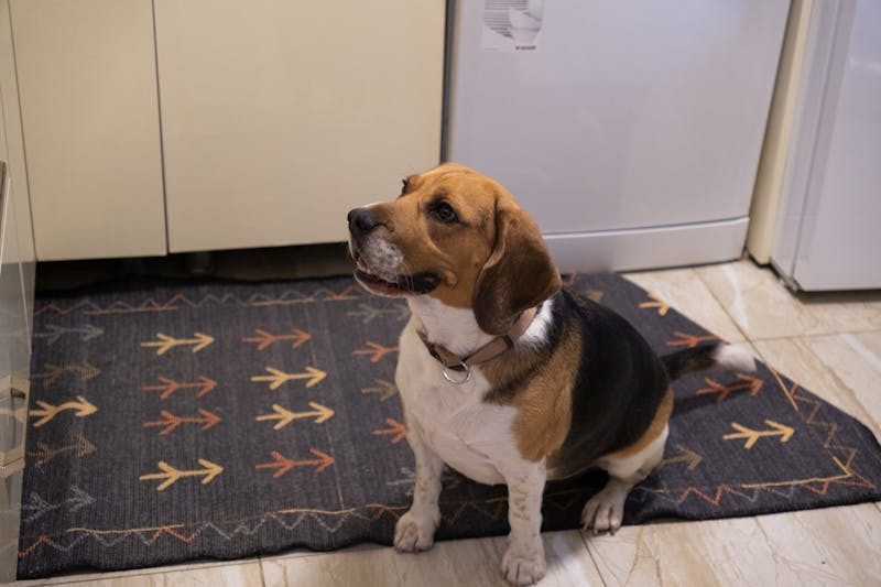 Beagle sitting indoors