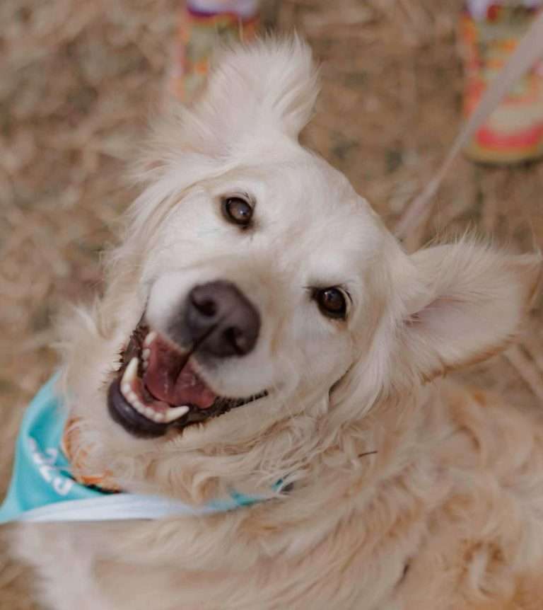 Gold Rush: Australia's Largest Golden Retriever Party