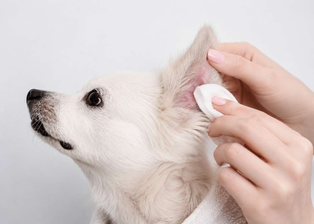 A person gently wiping the inside of a small white dog's ear with a cotton pad.