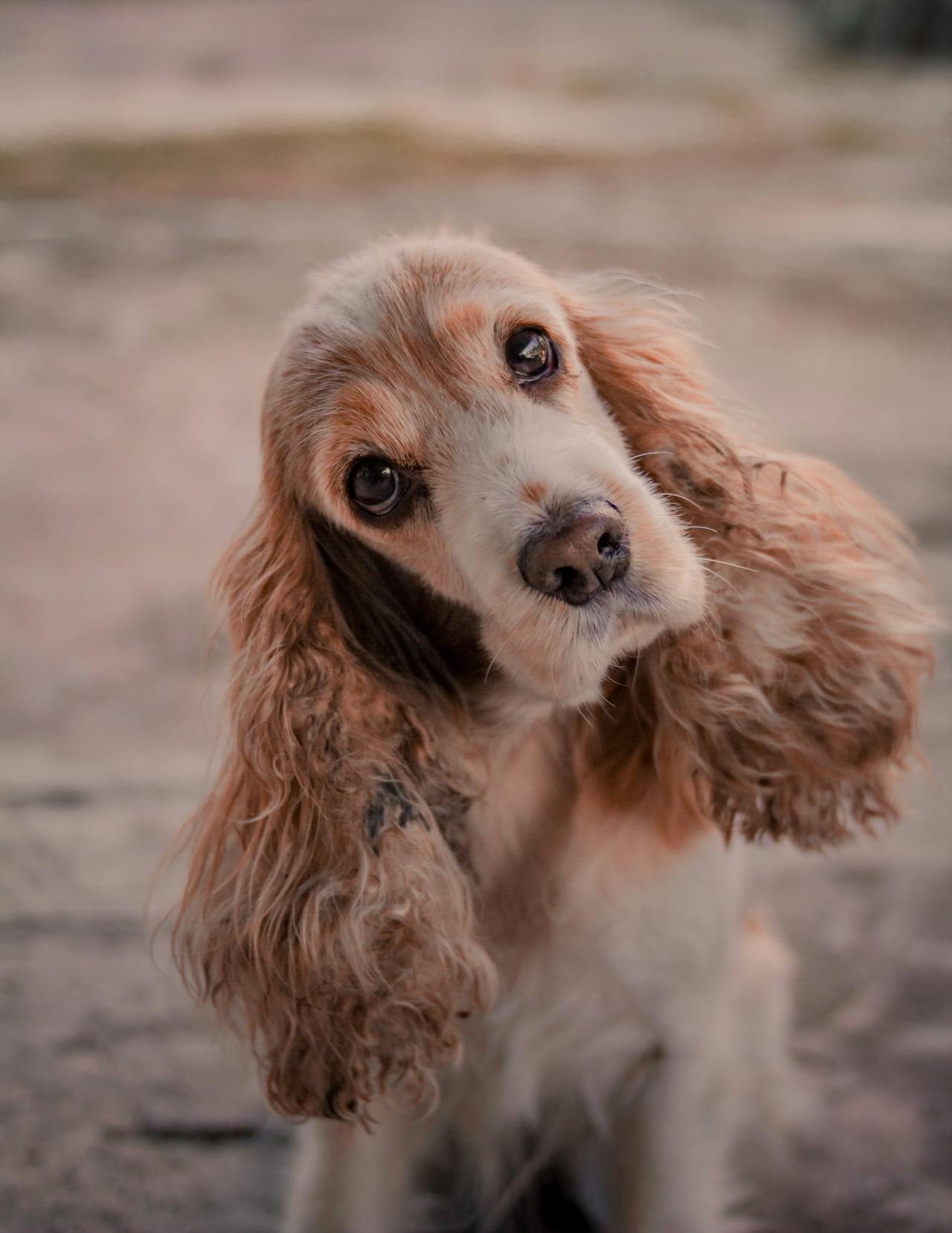English Cocker Spaniel with long ears, a cheerful and people-focused breed