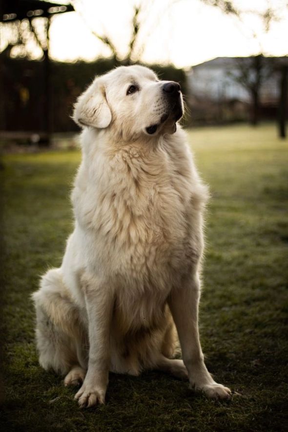 Large fluffy white dog sitting on grass outdoors, looking up.