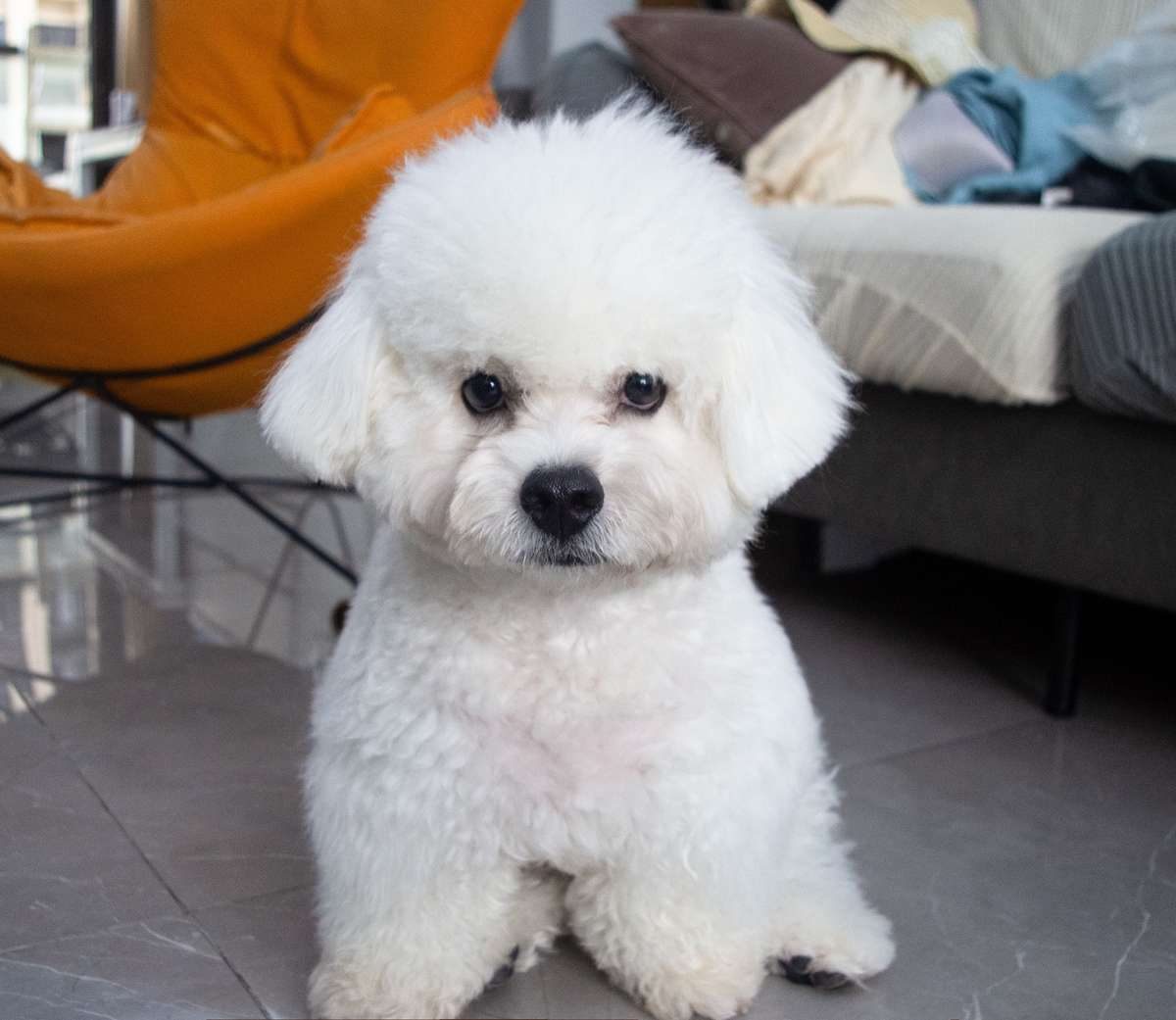 A fluffy white dog sits on the floor indoors, looking directly at the camera.