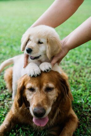 How to Calculate Your Dog’s Age in Human Years