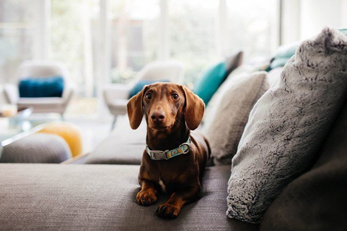 A brown dachshund lying on a grey sofa surrounded by cushions in a bright living room.