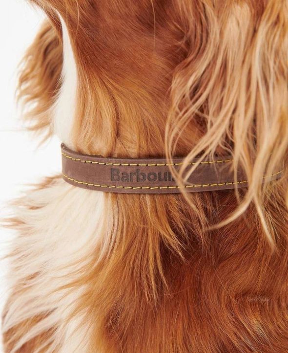 Close-up of a long-haired dog wearing a brown leather collar with yellow stitching.