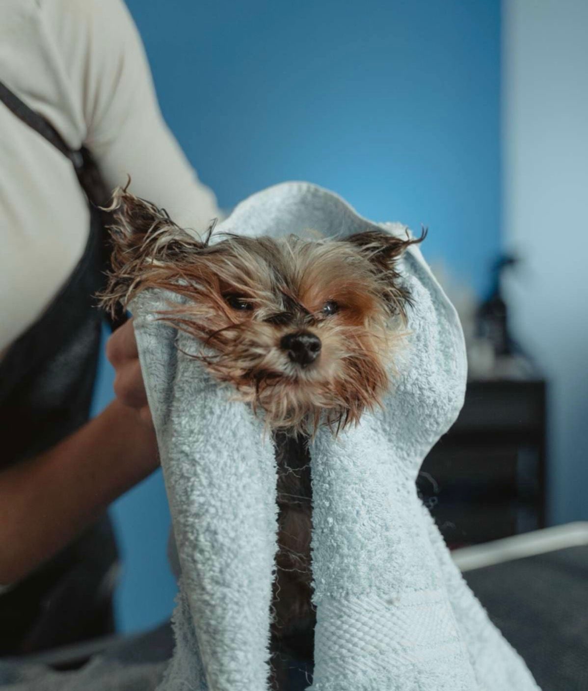 A small wet dog wrapped snugly in a light blue towel.