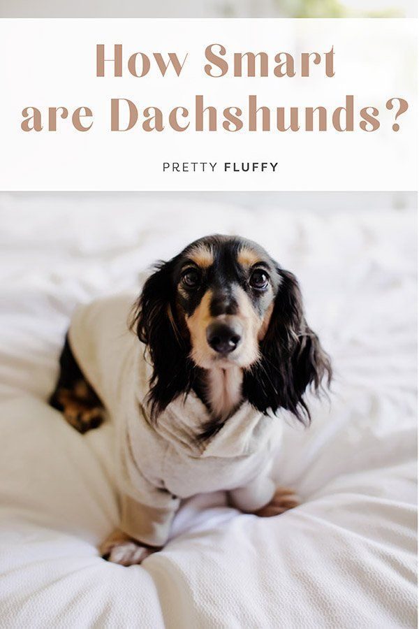 A dachshund wearing a sweater sits on a white bed below the text How Smart are Dachshunds?