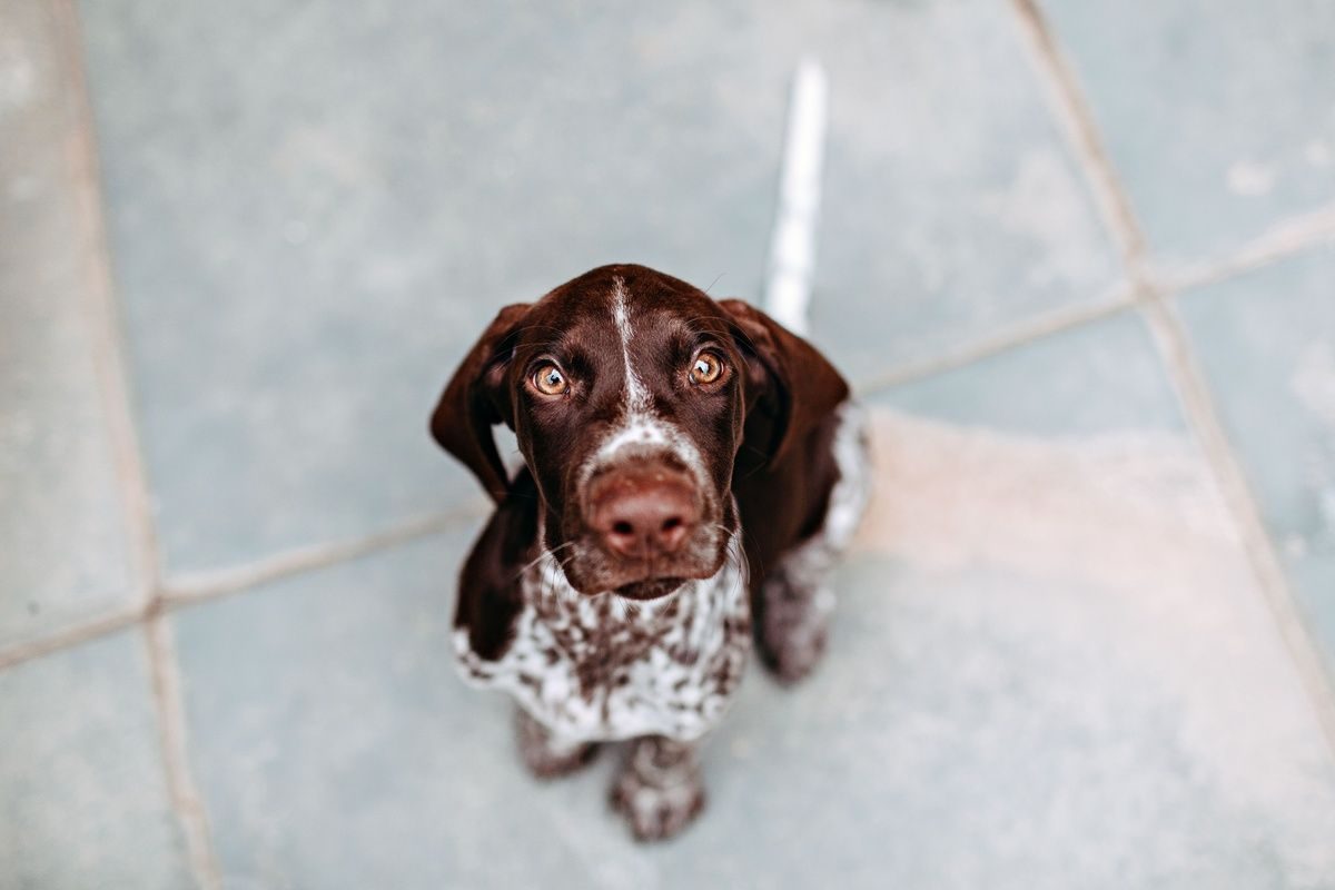 A German Shorthaired Pointer sits on a tiled floor, looking directly up at the camera with wide eyes.
