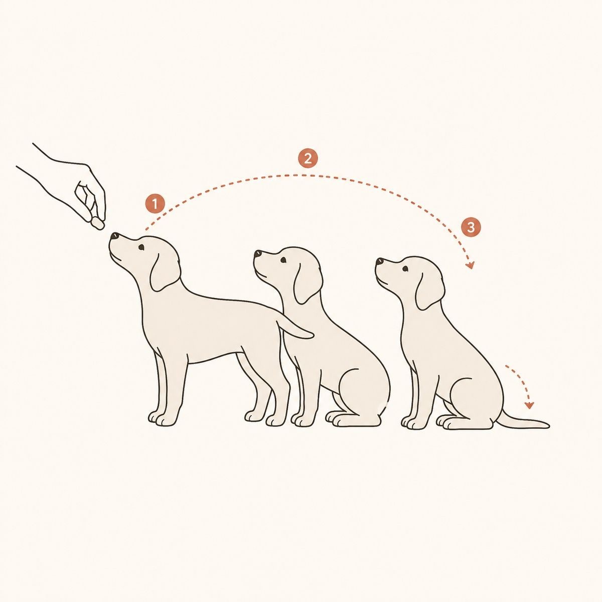 Diagram showing three steps of a dog moving from standing to sitting guided by a hand holding a treat.