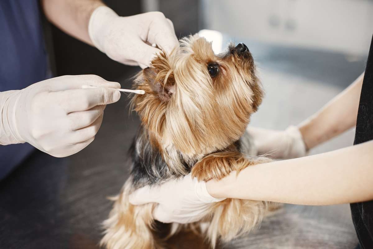 Gloved hands using a cotton swab to clean a small Yorkshire Terrier's ear.