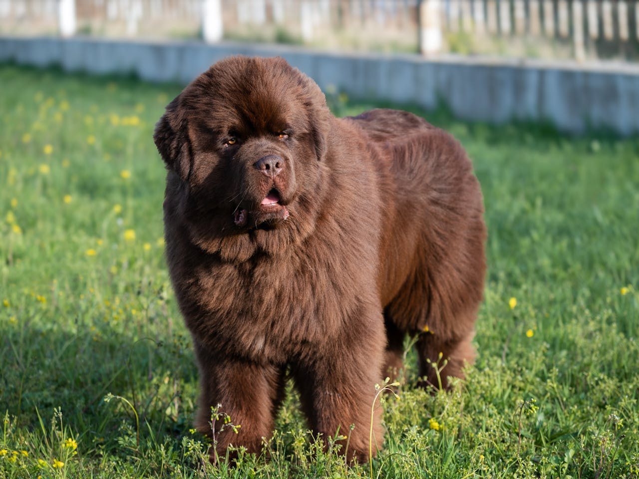 Newfoundland dog, a giant breed known for a patient temperament