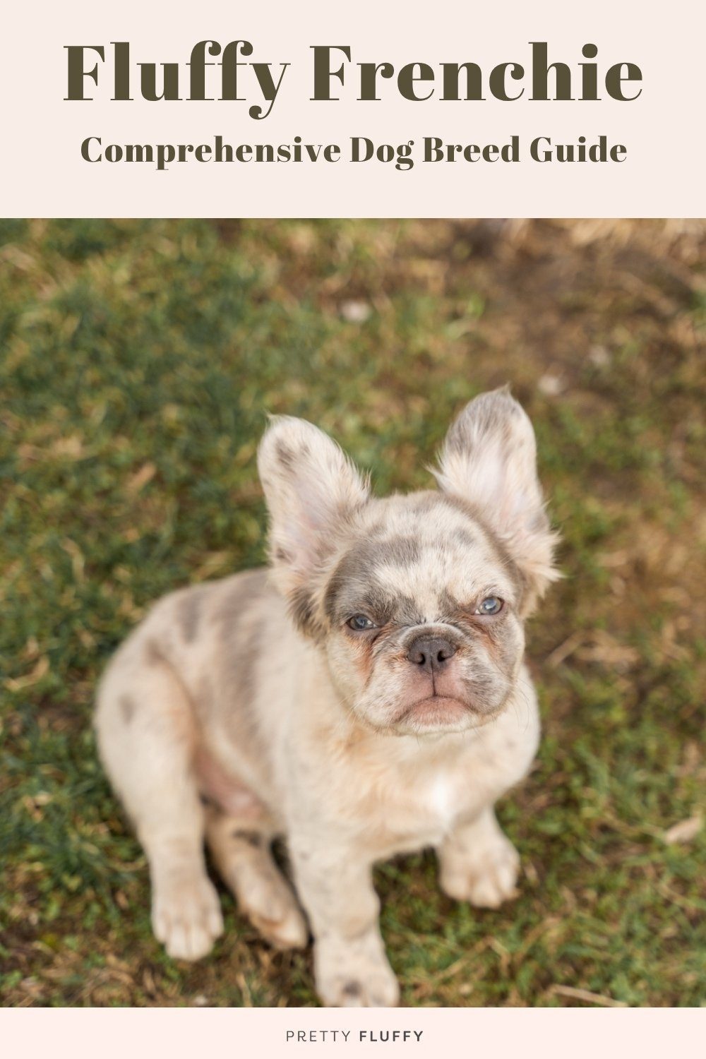 Fluffy French Bulldog standing outdoors showing the longer coat around the ears and chest