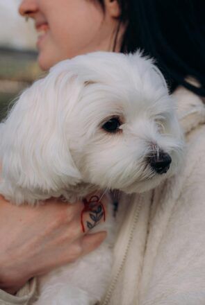 Maltese — best dogs for first-time owners