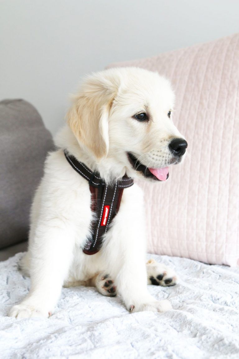 Travelling with a Puppy in the Car: 7 Essentials