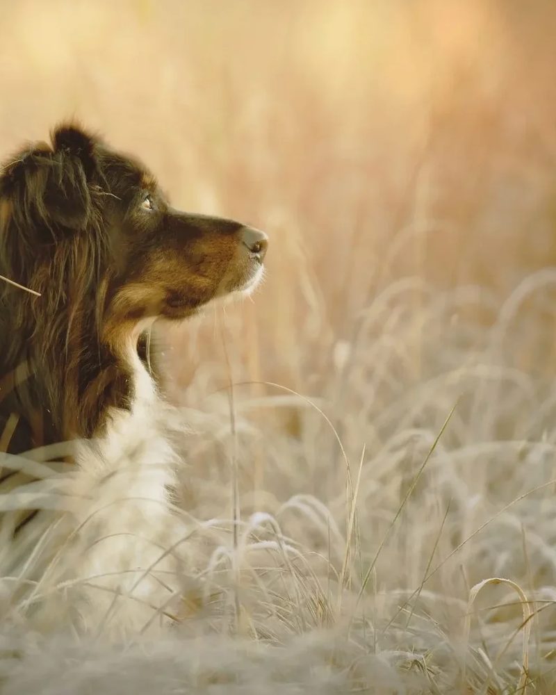 8 Heartfelt Pet Memorial Poems About The Loss of A Dog8