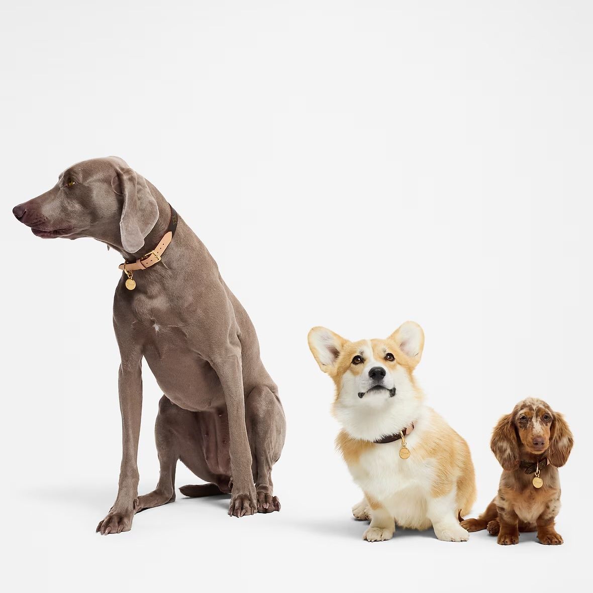 A Weimaraner, Corgi, and dappled Dachshund sitting in a row wearing leather collars on a white background.