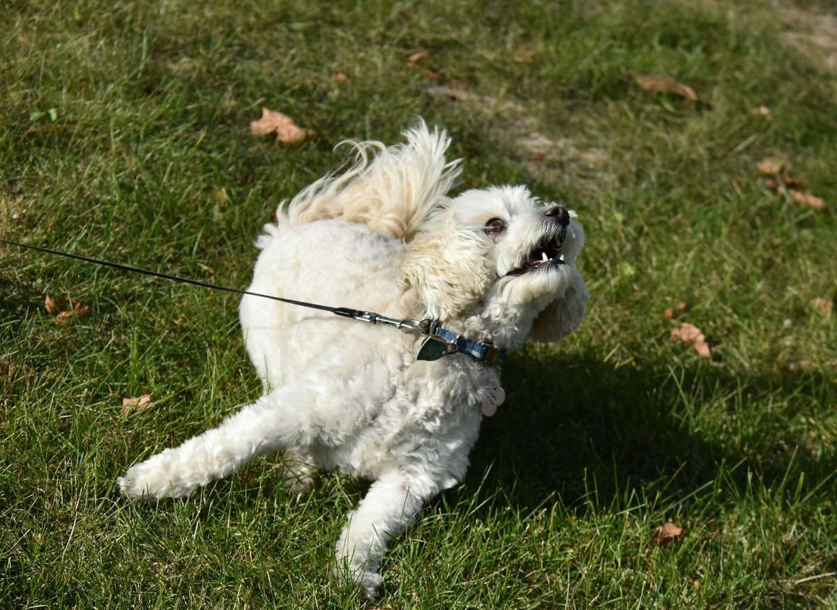 A small fluffy white dog barking and pulling on its leash outdoors on green grass.
