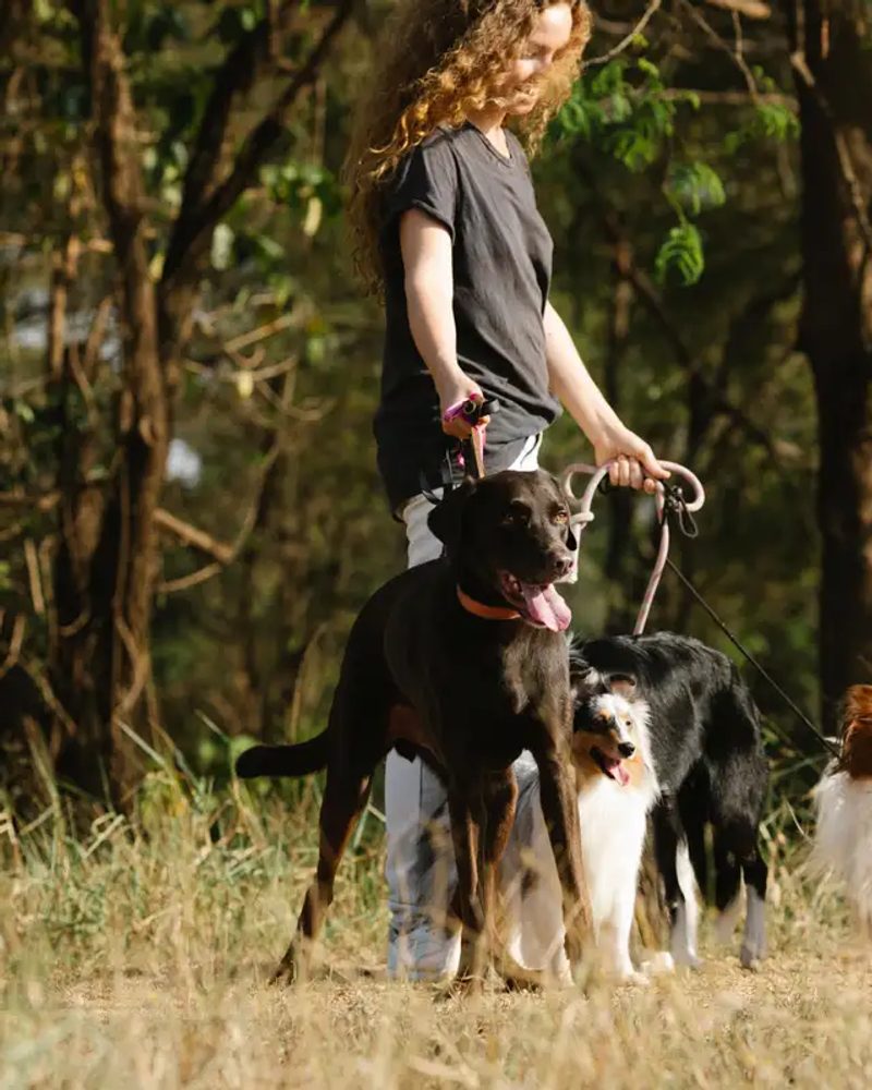 How to Choose the Right Dog Walker for Your Pet
