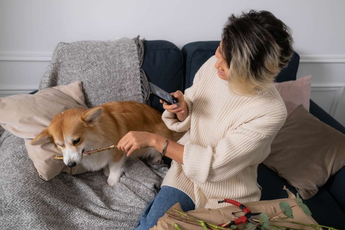 A woman on a couch takes a smartphone photo of a Corgi chewing on a plant stem.