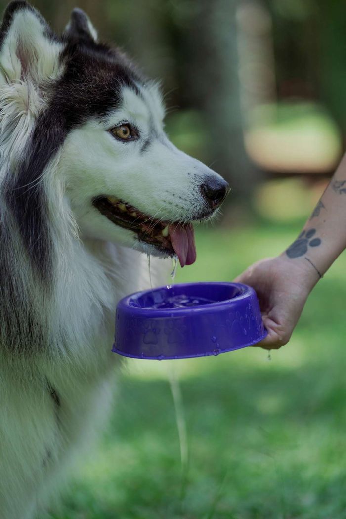 A husky with water dripping from its tongue as a person holds a purple bowl.
