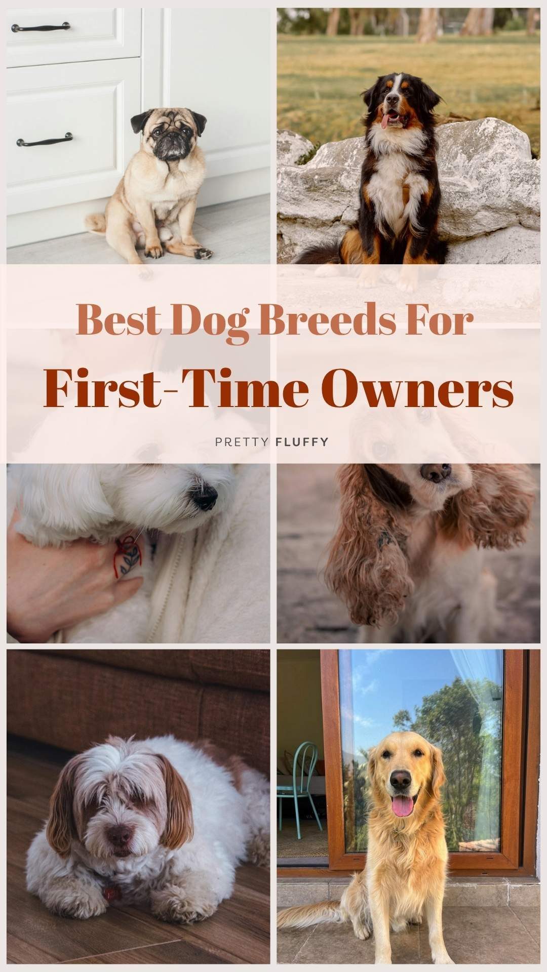 Pinterest graphic listing dog breeds that suit first-time owners