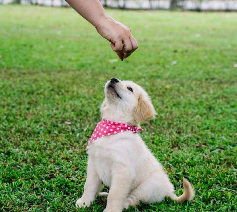 A golden puppy wearing a pink bandana sits on the grass, looking up at a treat held above its head.
