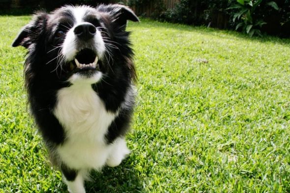 Border Collie showing healthy white teeth outdoors, highlighting the importance of routine dog dental care.