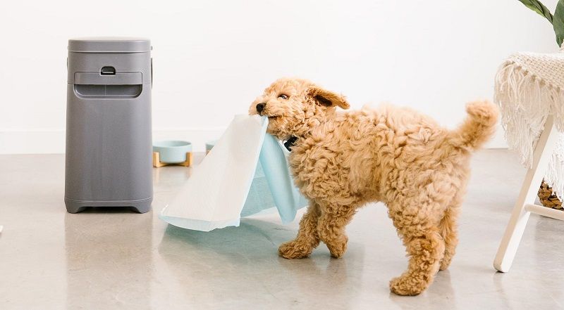 A fluffy light brown puppy carries a pee pad in its mouth next to a grey pet waste disposal bin. - pet tech products for dogs