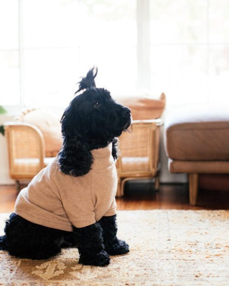 Black cocker spaniel looking up - Easy Tips to Teach Your Dog Not to Jump On Everyone | Pretty Fluffy