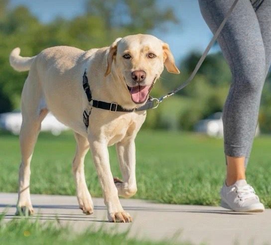 PetSafe Easy Walk Harness