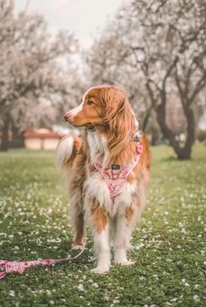 Floral Dog Harnesses We’re Loving