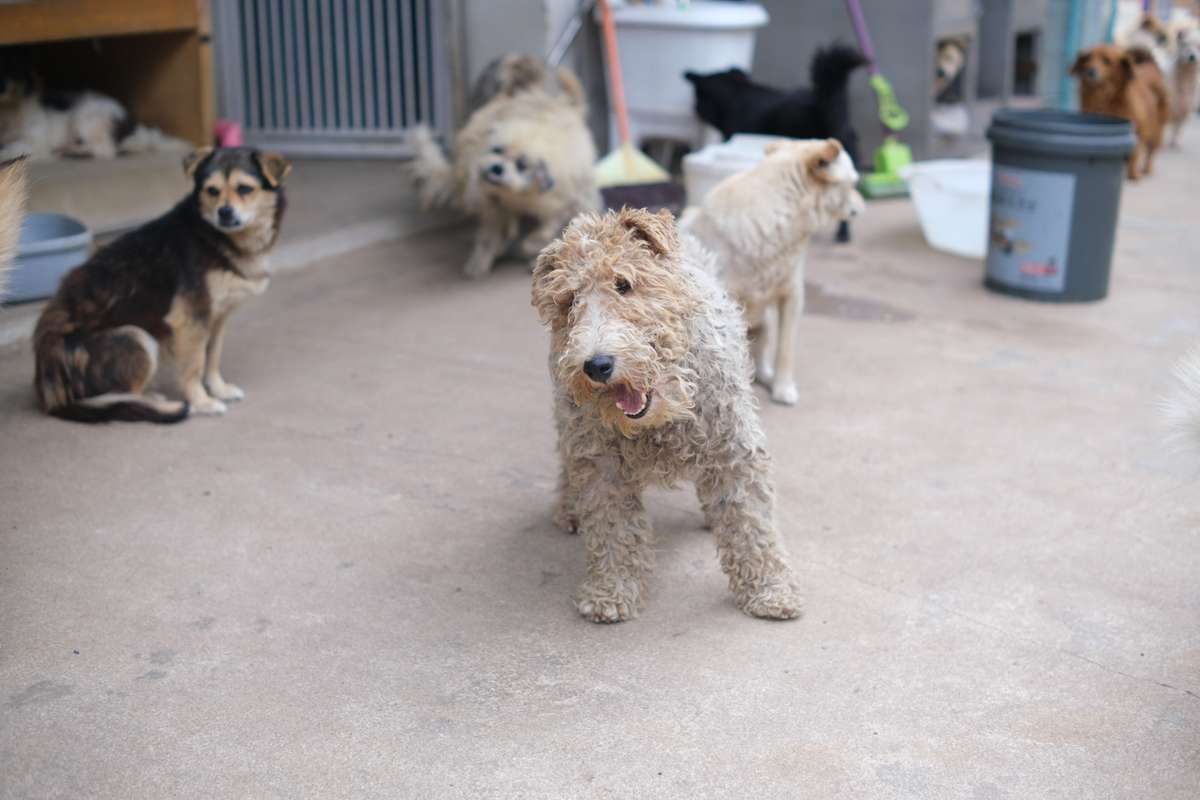 A scruffy, curly-coated dog stands in an outdoor shelter yard surrounded by other dogs.